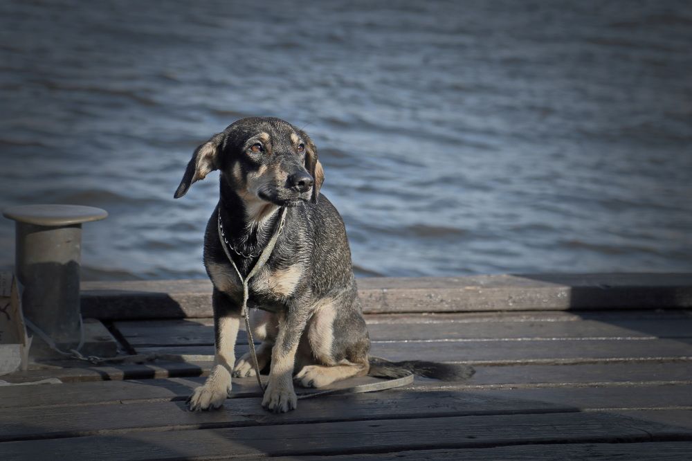 Фотография автора Анатолий Дауров