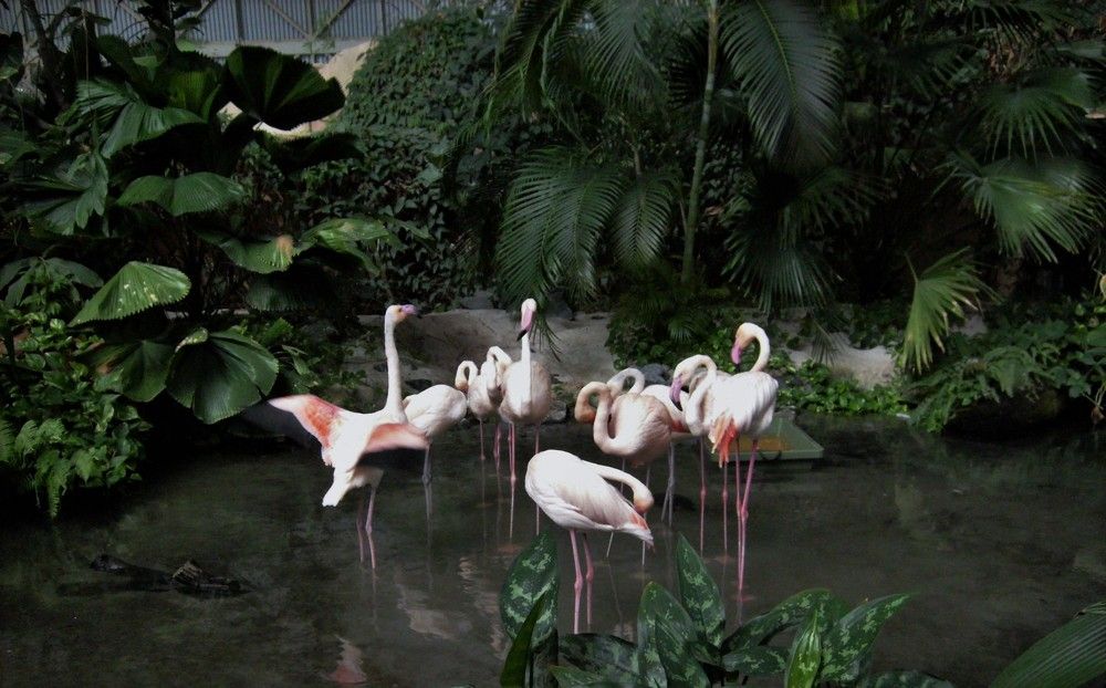 Розовый фламинго