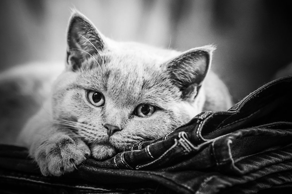 Фотография автора Helena