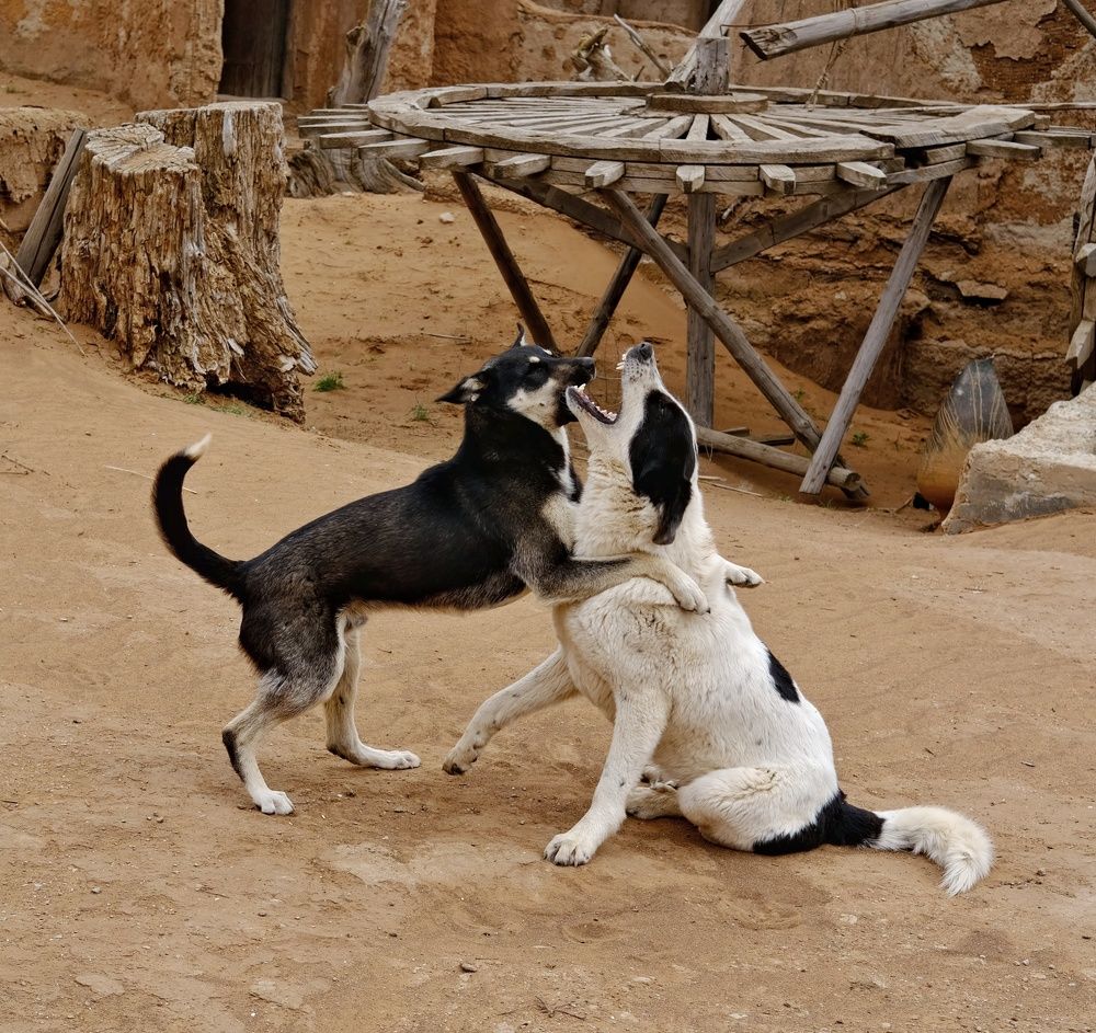 Photograph by Сергей Коняшин