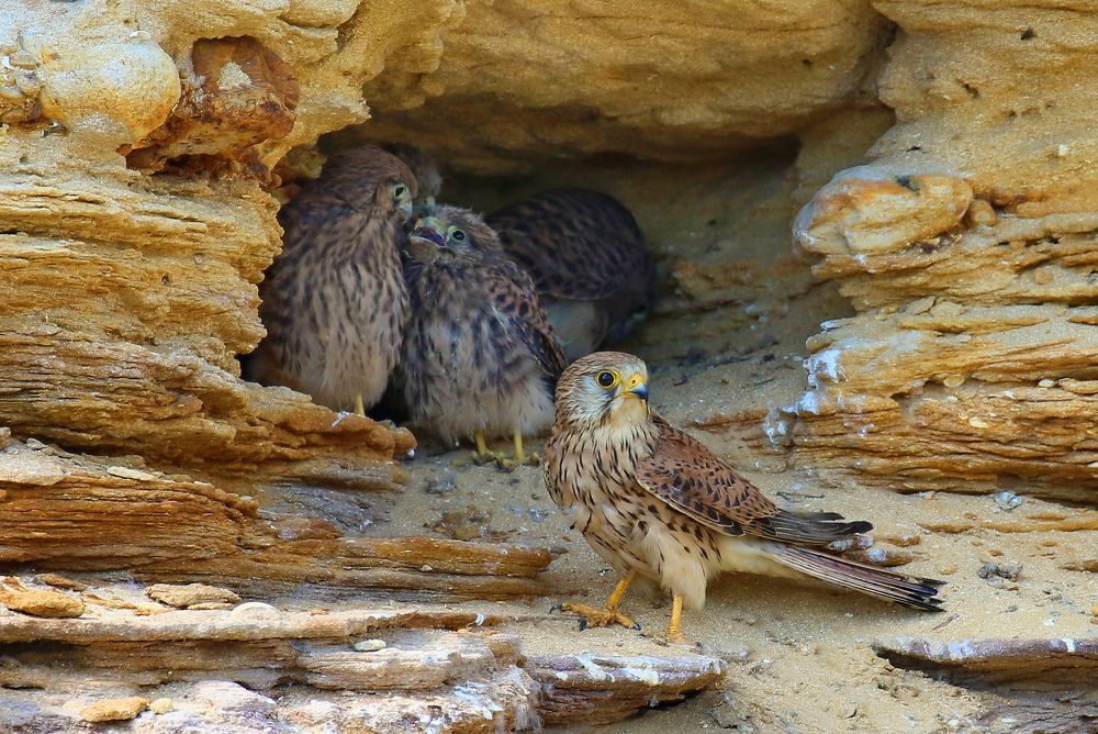 Обыкновенная пустельга