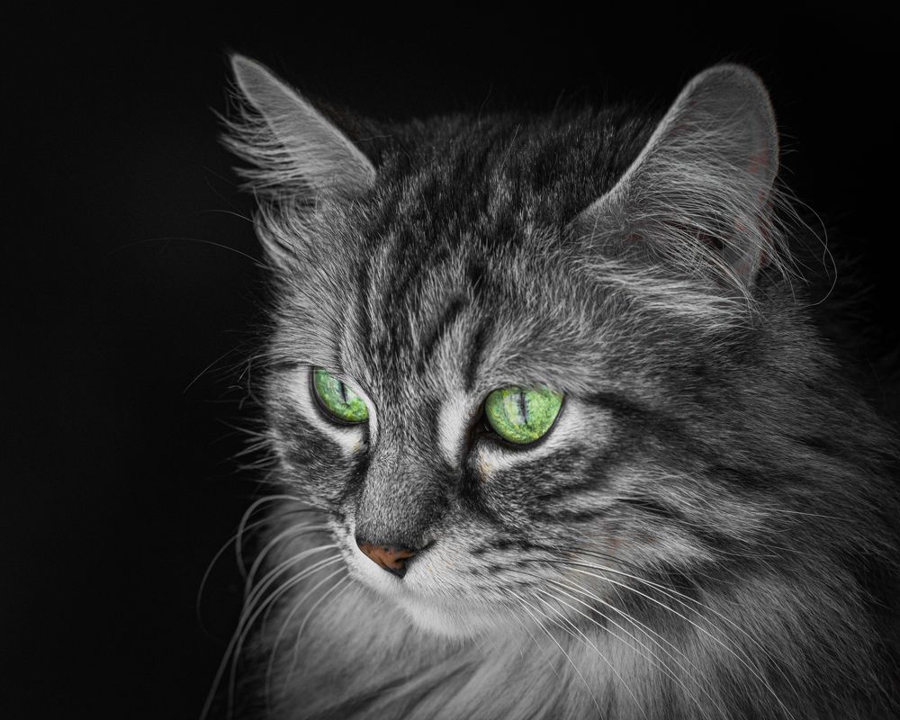 Говорите! Я вас слушаю!