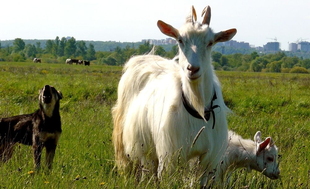 Photograph by леонид натапов