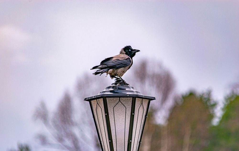 Photograph by Игорь Скорняков