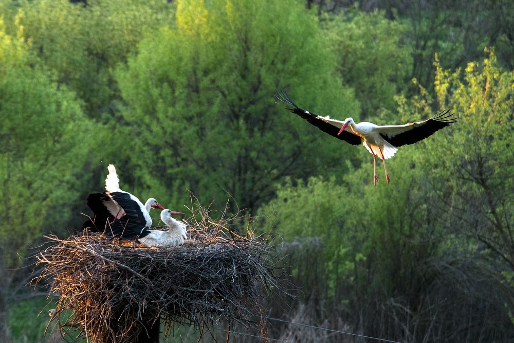Photograph by Максим Ушаков