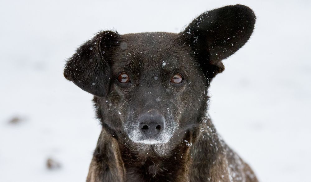 Степан Николаевич