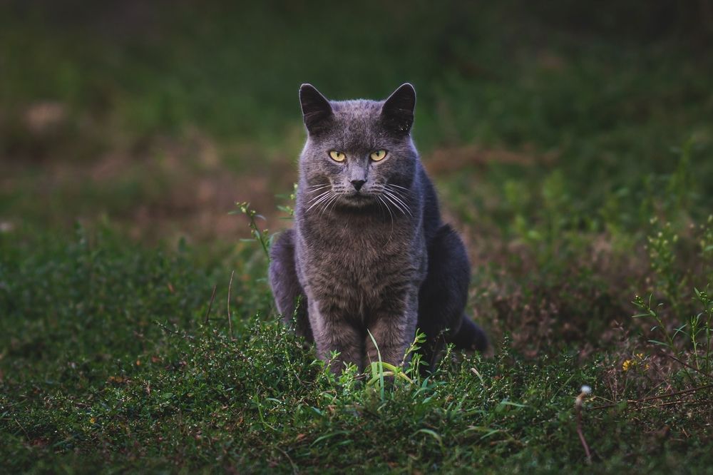 Фотография автора Helena