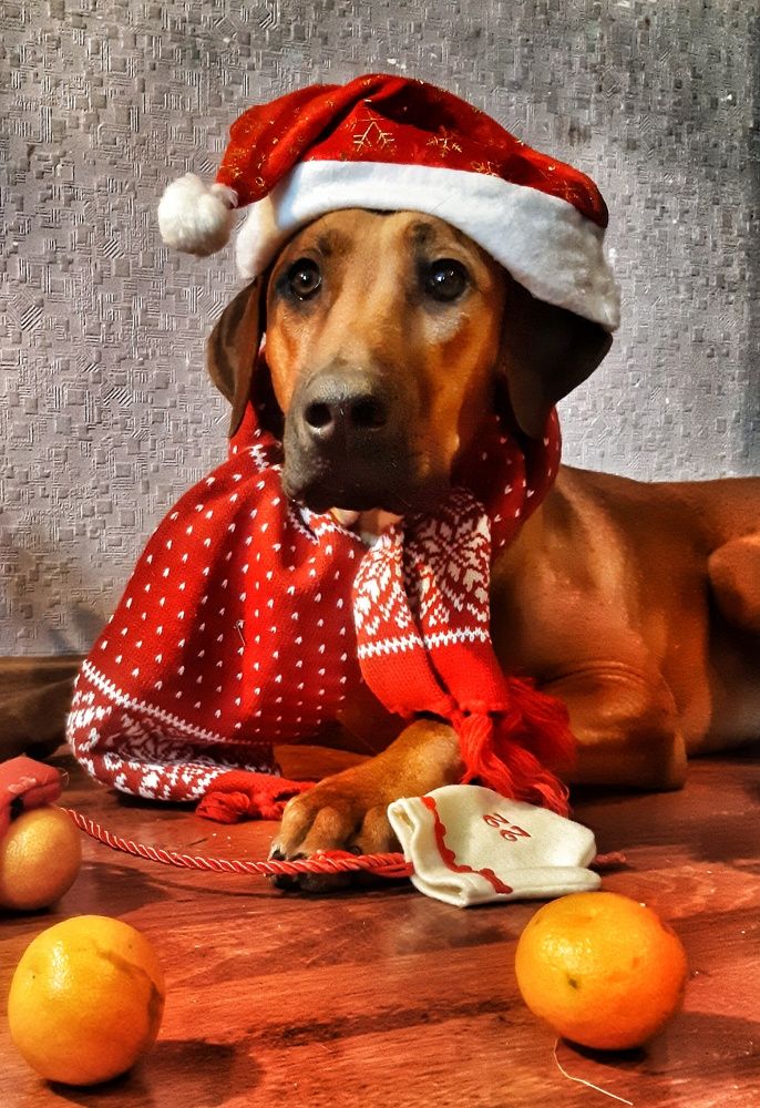 Новогодняя