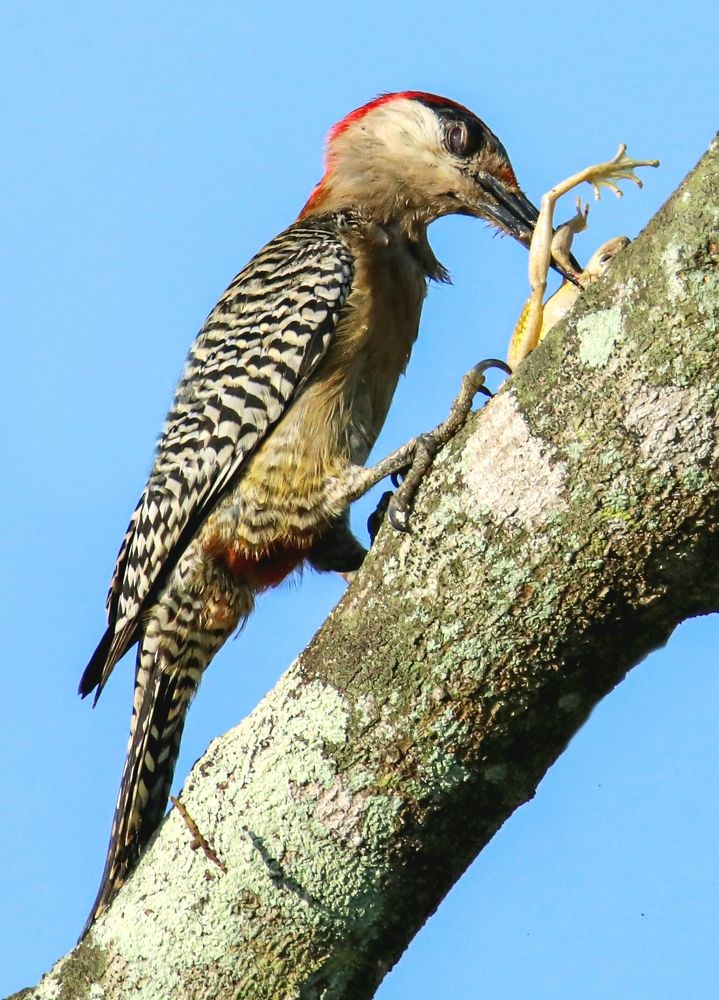 Photograph by Frank Cobo.blanco