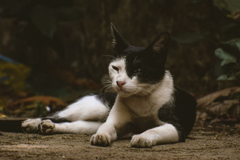 Photograph by Ashiq P F Mohammed