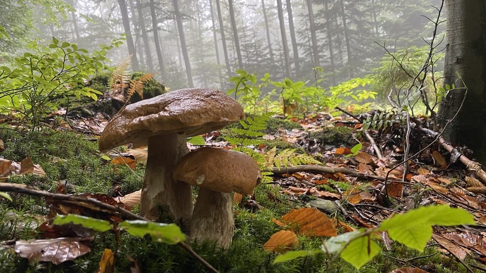 Photograph by Oksana Sydorenko