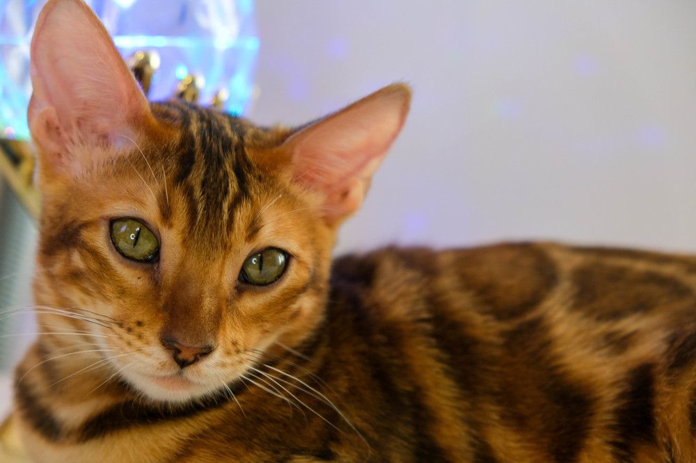 Photograph by Анжелика