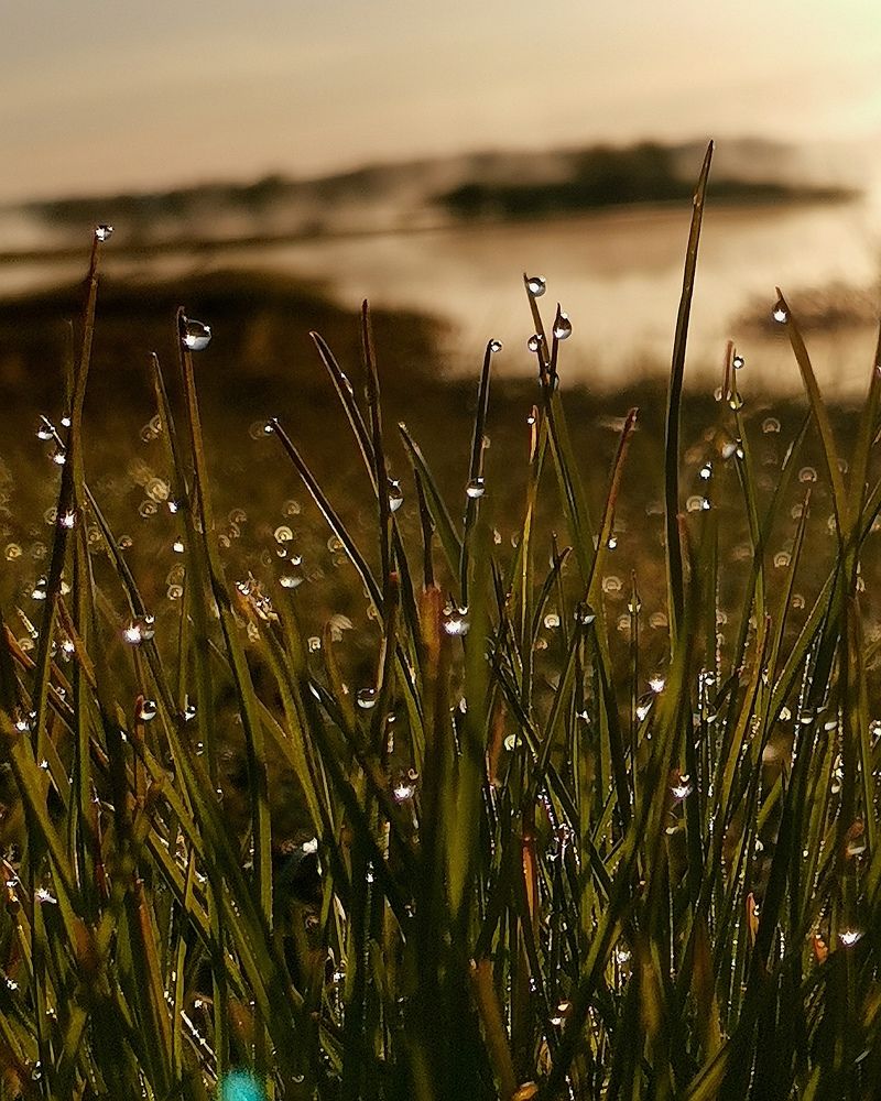 Бриллиантовые росы