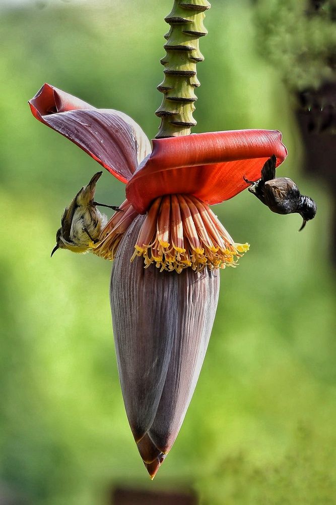 Photograph by Anantha ramu Mudagandur