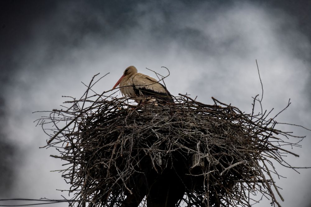 Photograph by Андрей Жуков