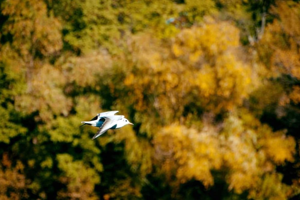 На зустрічі осені