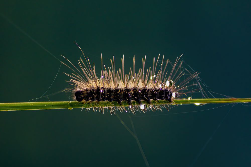 Photograph by Arnav Deshpande