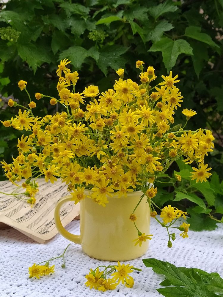 Май цветущий...