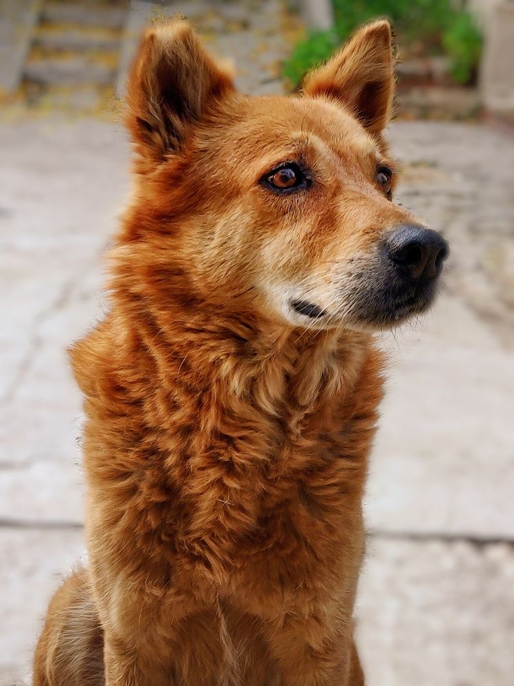 Photograph by NIKSHEP KONDA