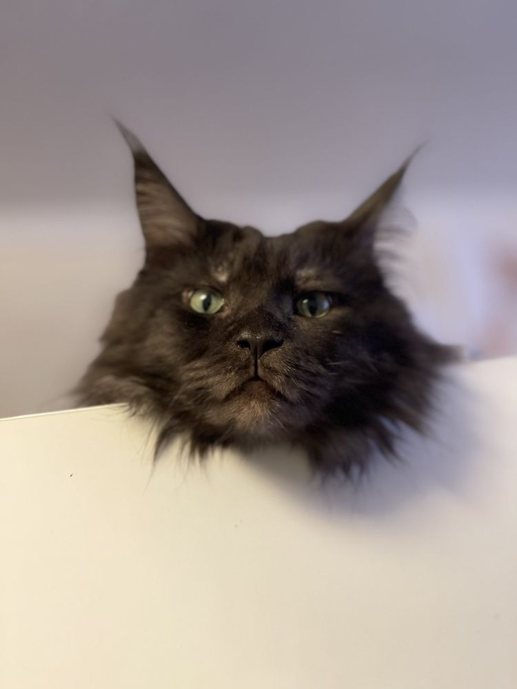 Фотография автора Юлия Шумейко