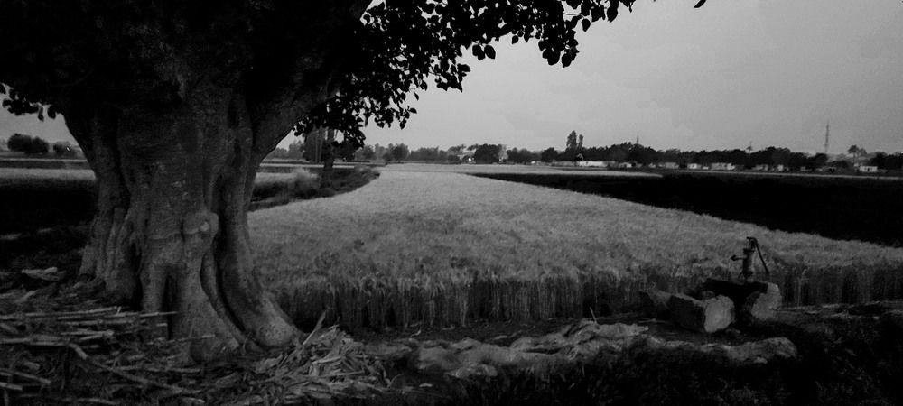 Photograph by Hashem Mohamed