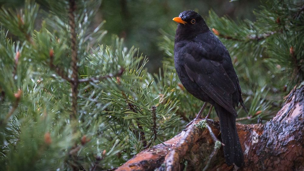 Photograph by Igors Astahovs