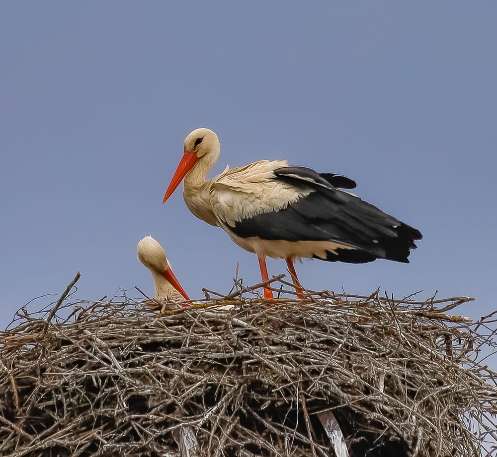 Photograph by Паша Савельев