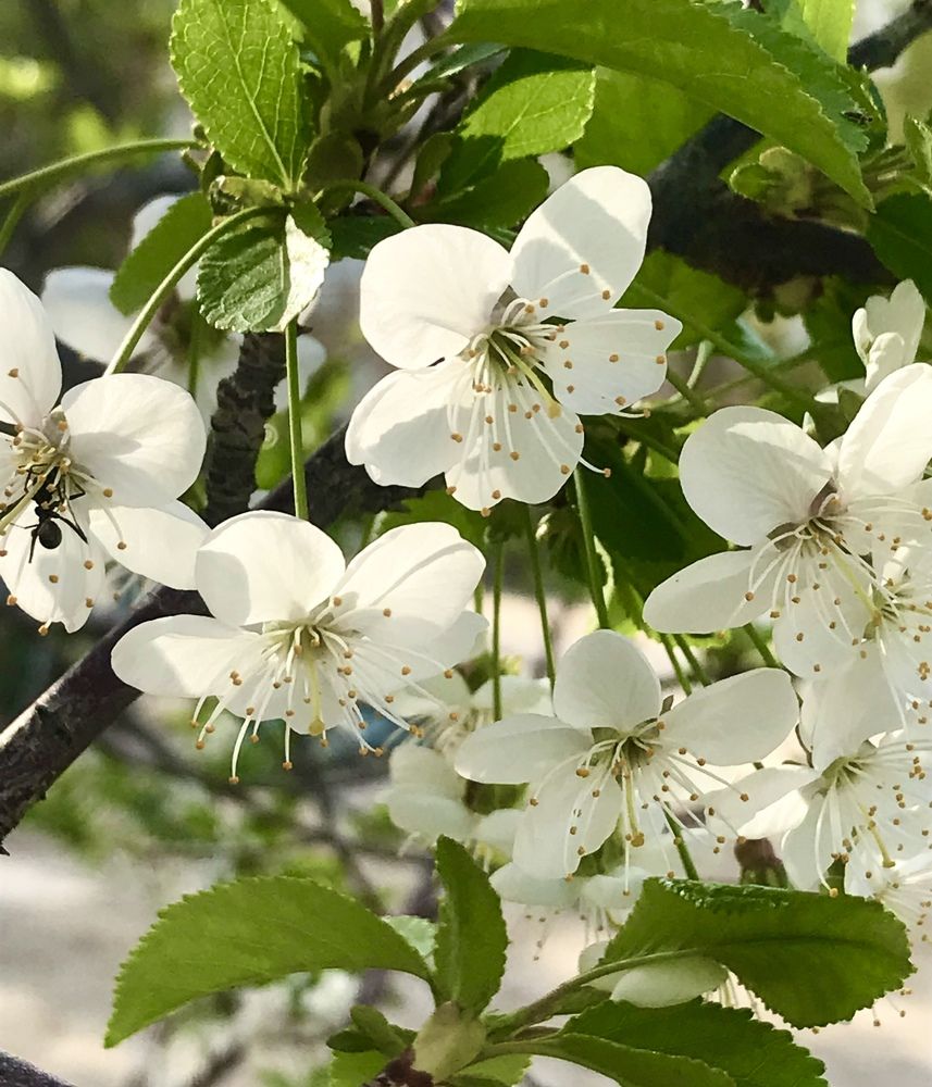 Photograph by Анар Амирова