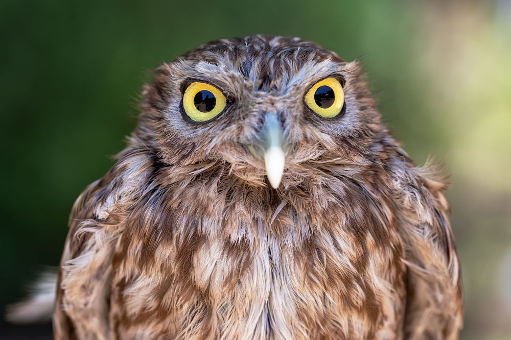 Photograph by Abbas Kalantar