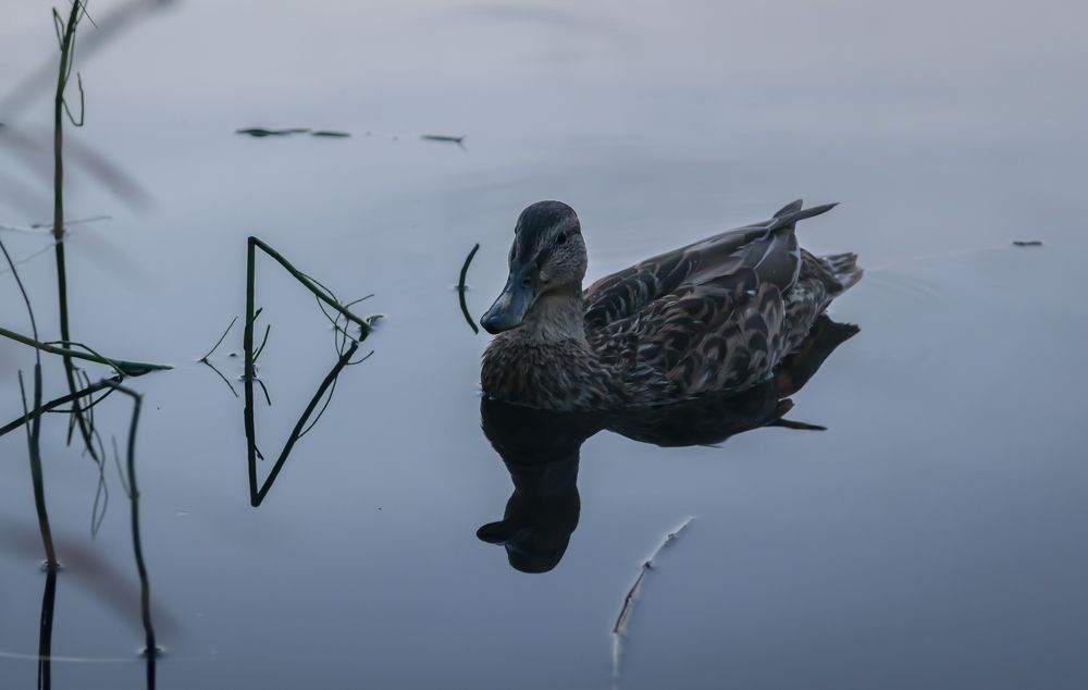 Photograph by Виктор Рыков