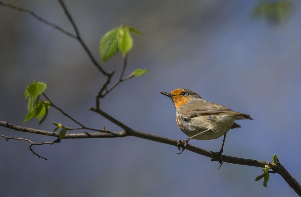Фотография автора Анатолий Макоедов