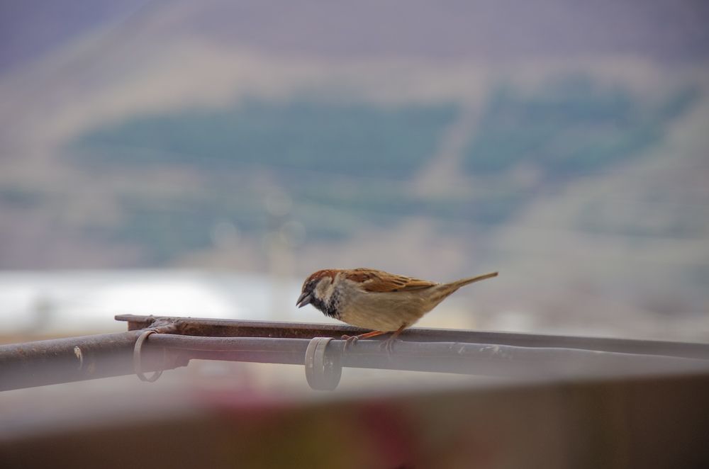 Фотография автора Hovhannes Nersisyan