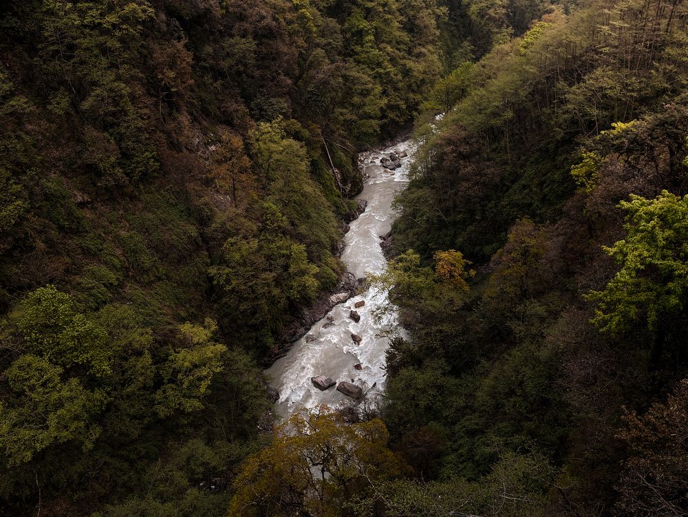Cutting Through the Forest