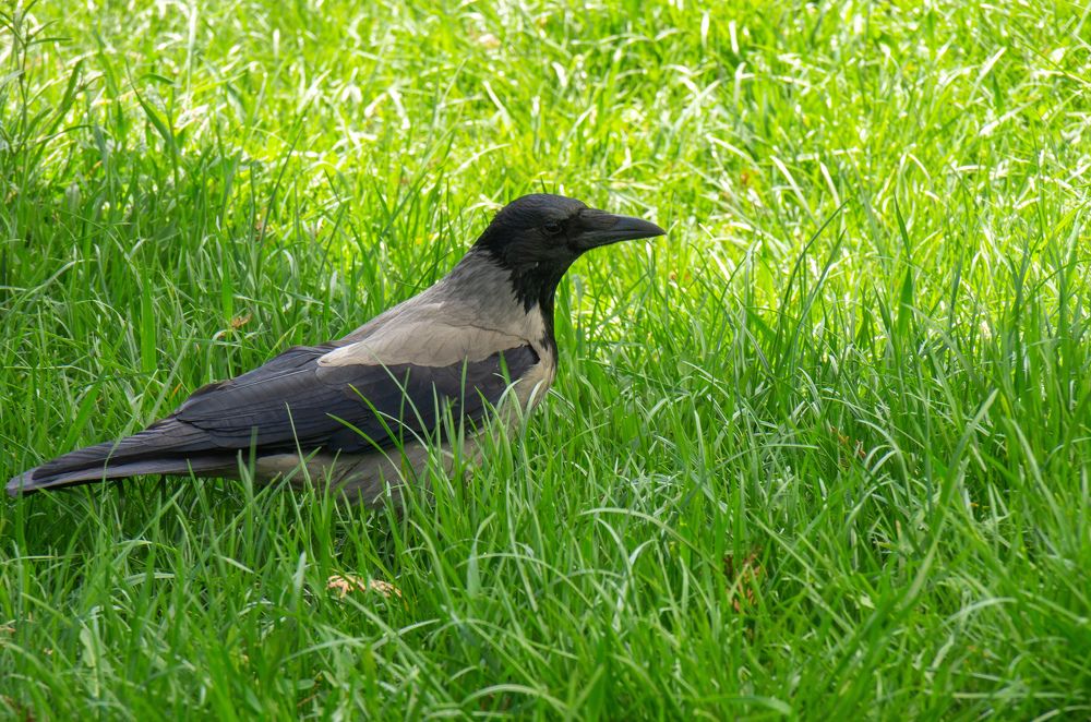 Фотография автора Hovhannes Nersisyan