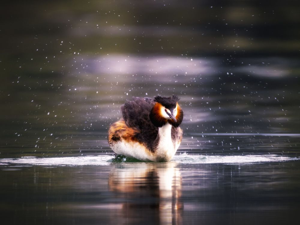 Фотография автора Liviu Ciprian Hiticas