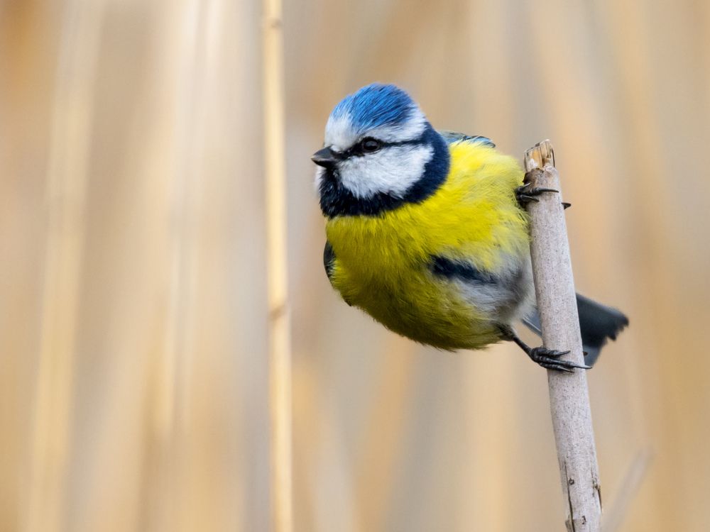 Фотография автора Liviu Ciprian Hiticas