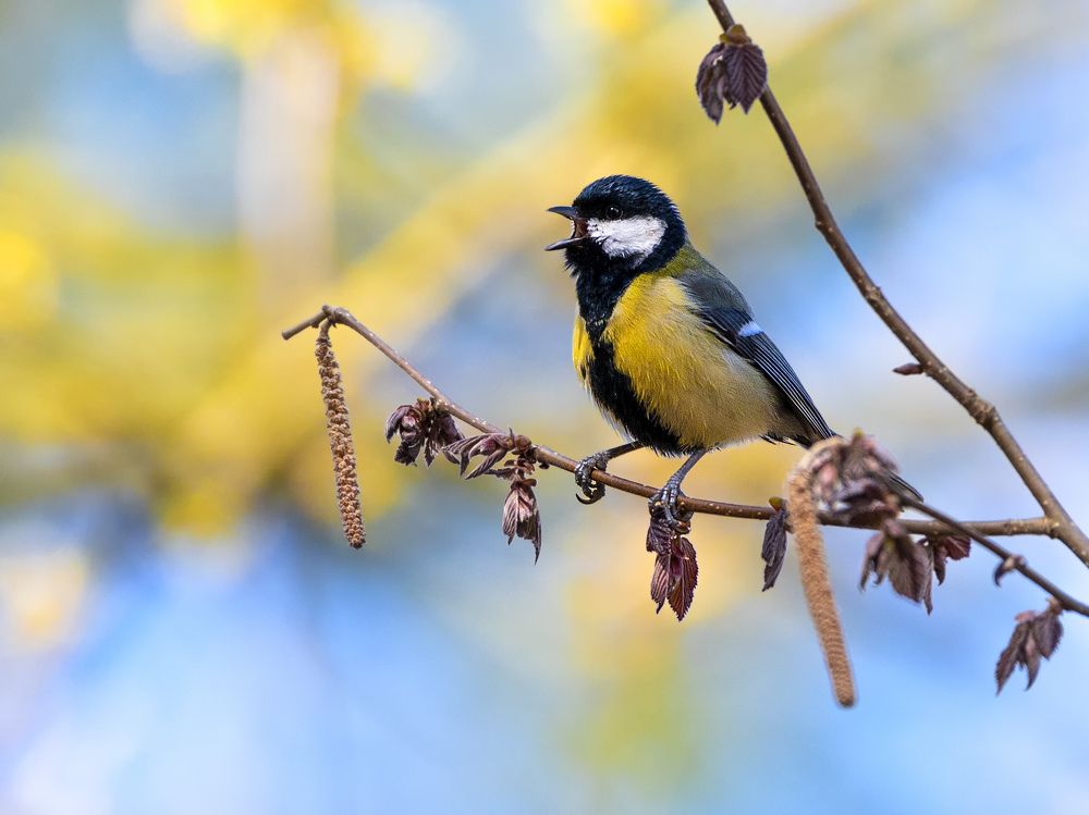 Фотография автора Liviu Ciprian Hiticas