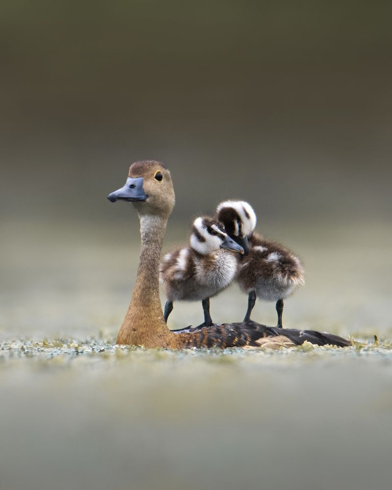 lesser whistling duck with chicks
