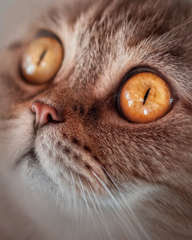 Желтоглазая моя