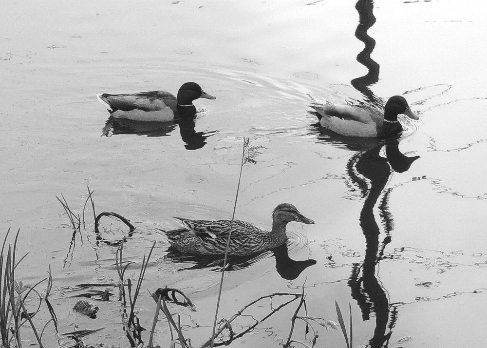 Фотография автора владимир шаронов