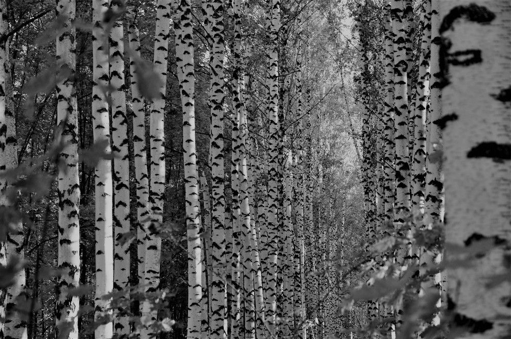 Photograph by Лариса Стрекулева