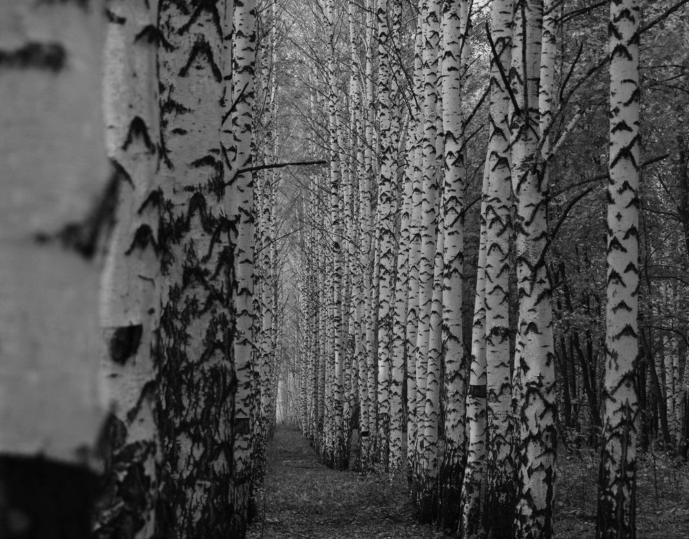 Photograph by Лариса Стрекулева