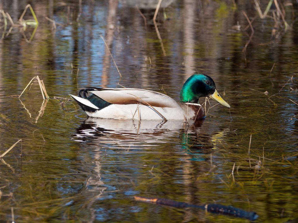 Photograph by Анна Шейко