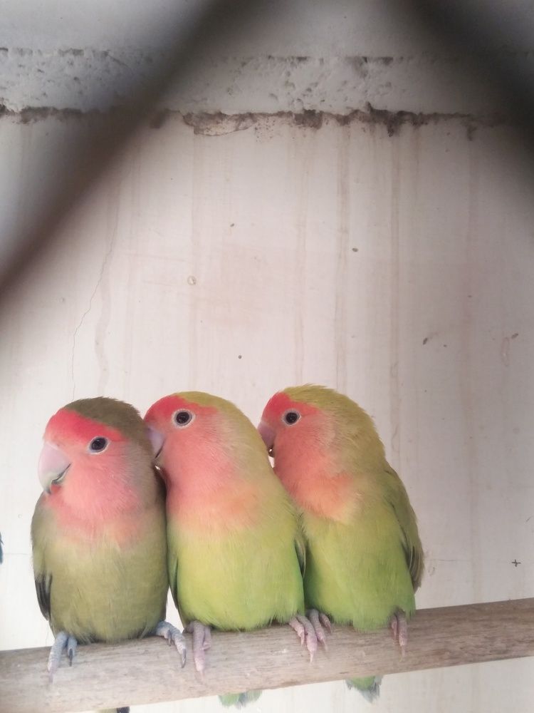 Photograph by SHAHZAD KAZMI