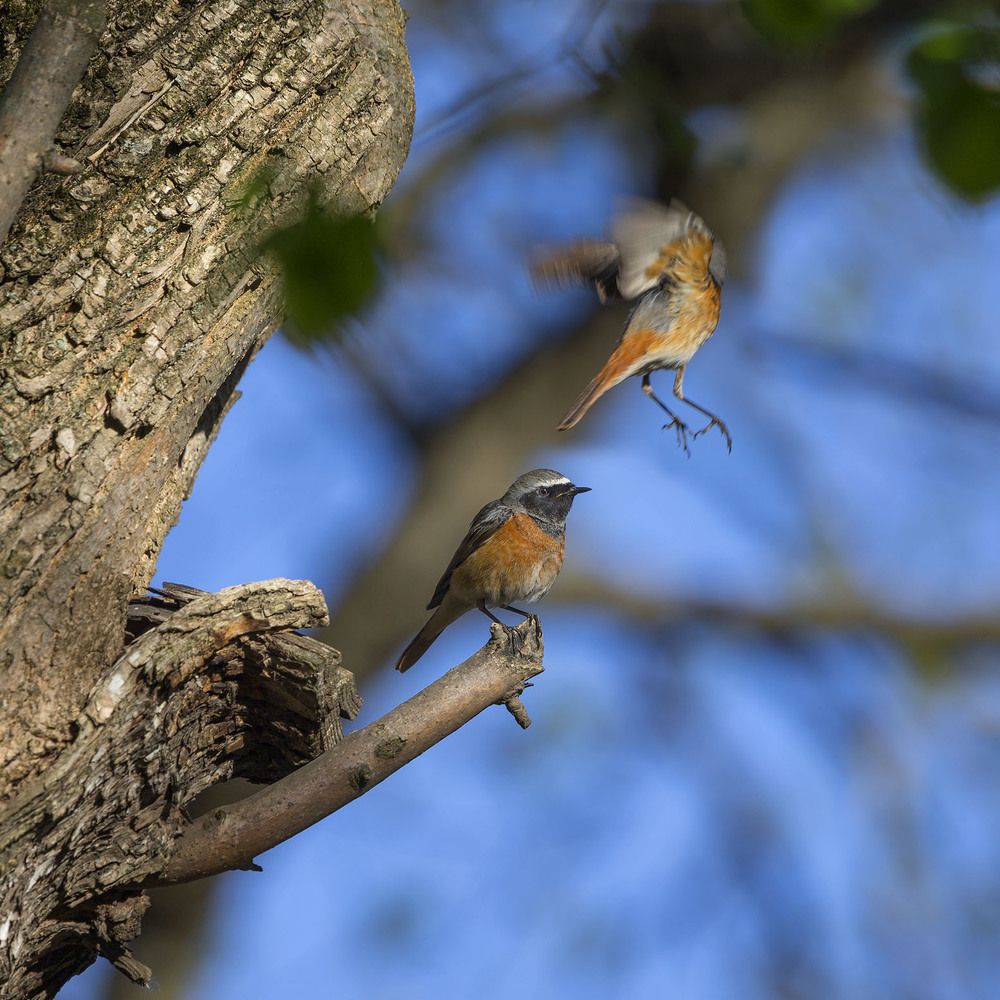 Фотография автора Анатолий Макоедов