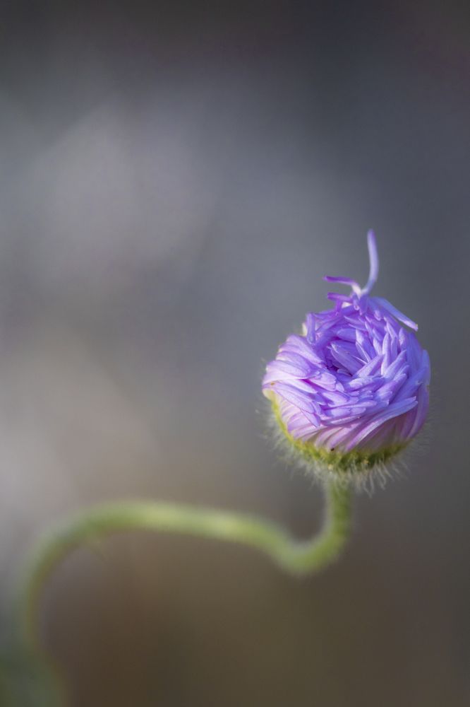 Photograph by Sue Gilbert