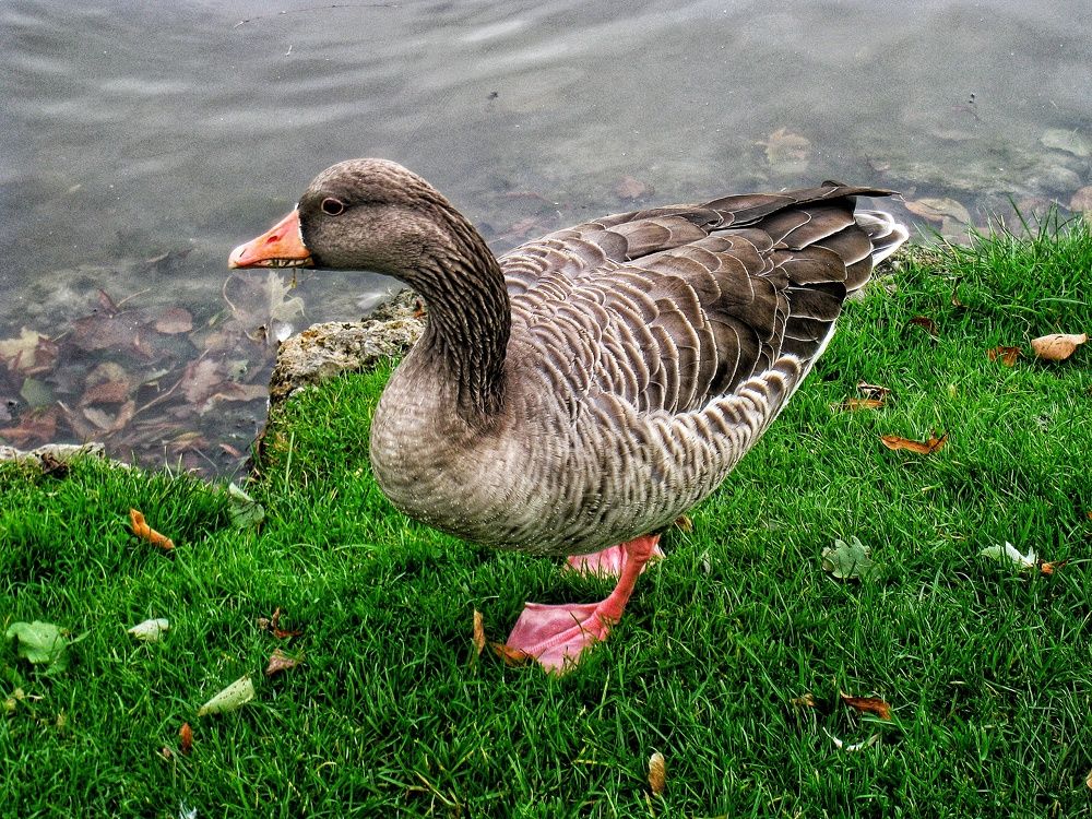 Photograph by Ирина Шилина