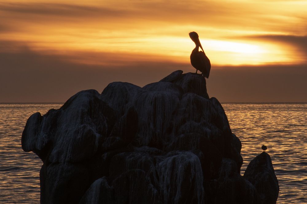 Photograph by Noe Castro