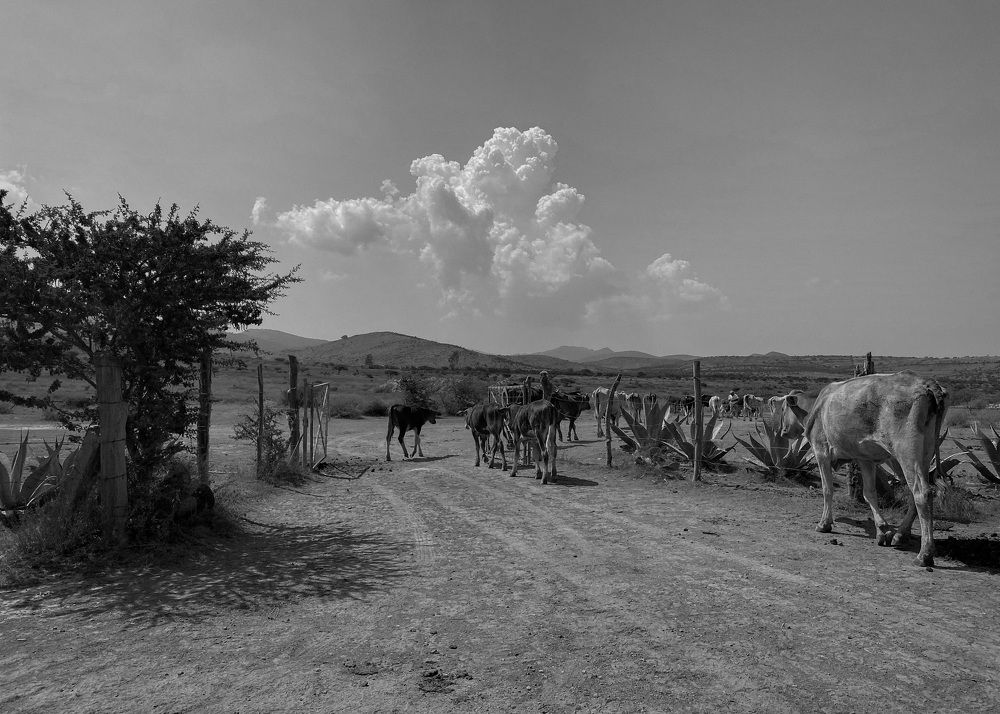 Photograph by Oxana Telupilova