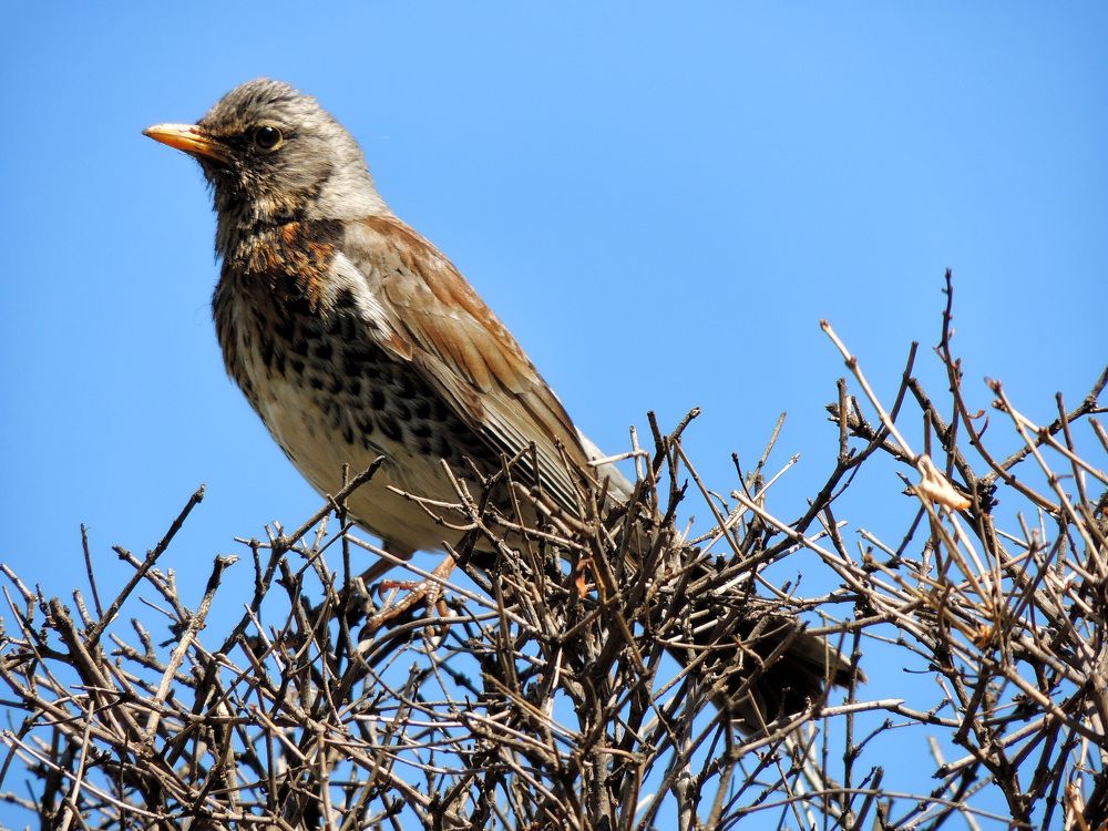 Дрозд-рябинник.